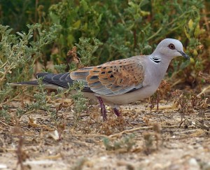 Turtle Dove