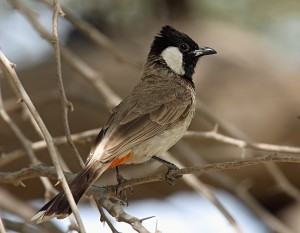 White-eared Bulbul